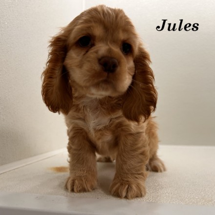 puppy, for, sale, Cocker Spaniel, Joe & Cherri  Overlease, dog, breeder, Miller, MO, dog-breeder, puppy-for-sale, forsale, nearby, find, puppyfind, locator, puppylocator, aca